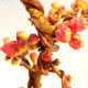 Outdoor bonsai - Chaneomeles with. Red Joy - Quince - 3/4