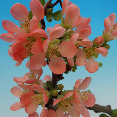 Outdoor bonsai - Japanese quince - 3