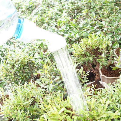 Plastic bonsai sprinkler for bottle 2 pcs, white - 3
