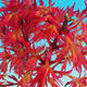 Outdoor bonsai - Acer palmatum Beni Tsucasa - Japanese Maple 408-VB2019-26732 - 3/4