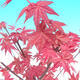 Outdoor bonsai - Maple palmatum DESHOJO - Maple palm - 3/4