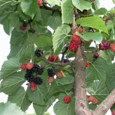Outdoor bonsai - Morus alba - Mulberry - 3