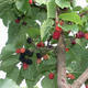 Outdoor bonsai -Morus album - mulberry - 3/5