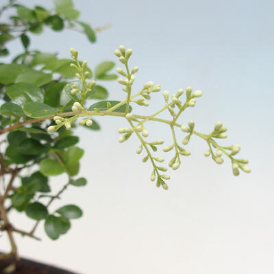 Indoor bonsai -Ligustrum retusa - small-leaved bird's beak - 3