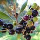Indoor bonsai - Olea europaea sylvestris - European small-leaved olive oil - 3/5