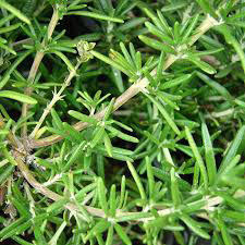 Indoor bonsai - Rosemary-Rosmarinus officinalis - 3