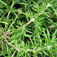 Indoor bonsai - Rosemary-Rosmarinus officinalis - 3/3