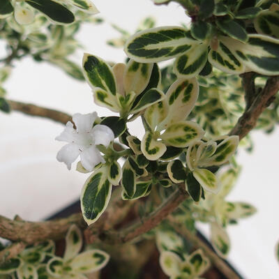 Indoor bonsai - Serissa foetida Variegata - Tree of a Thousand Stars - 3