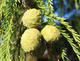 Outdoor bonsai - Yew double row - 3/4