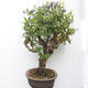 Outdoor bonsai - Canadian blueberry - Vaccinium corymbosum - 4/5