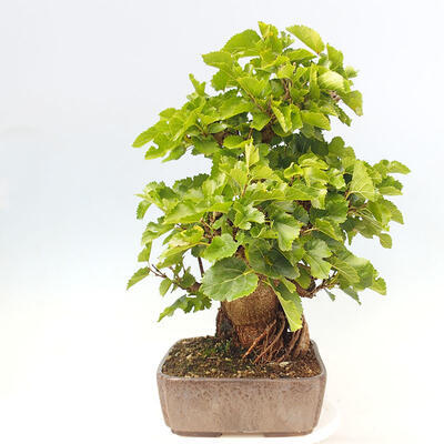 Outdoor bonsai - Morus alba - mulberry - 4