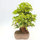 Outdoor bonsai - Morus alba - mulberry - 4/5