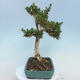 Outdoor bonsai - Buxus microphylla - boxwood - 4/5