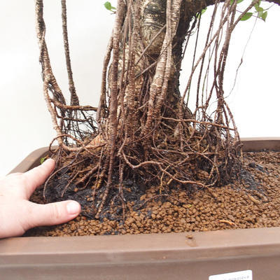Room bonsai - Ficus retusa - small ficus - 4