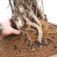 Room bonsai - Ficus retusa - small ficus - 4/4