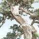 Indoor bonsai - Olea europaea sylvestris -Oliva European small leaf PB220640 - 4/7