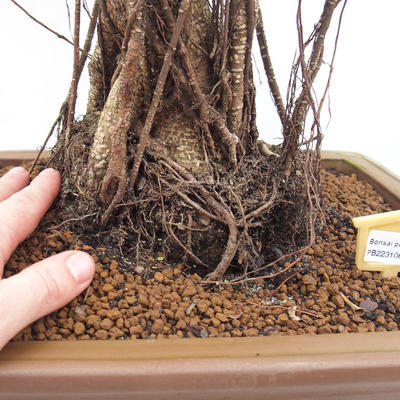 Room bonsai - Ficus retusa - small ficus - 4