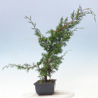Outdoor bonsai - Juniperus chinensis Itoigawa-Chinese juniper - 4