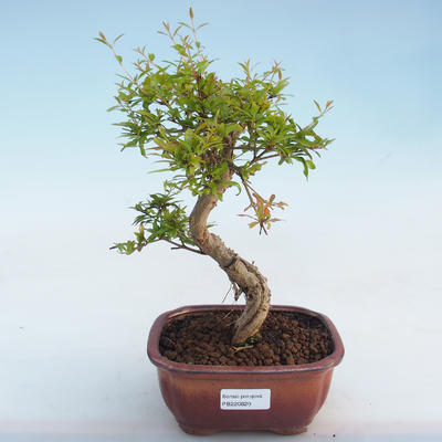 Indoor bonsai-PUNICA granatum nana-Pomegranate PB220820 - 4