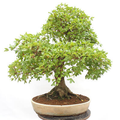 Outdoor bonsai - French Maple - Acer Nonspessulanum - 4