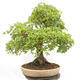 Outdoor bonsai - French Maple - Acer Nonspessulanum - 4/5