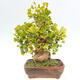 Outdoor bonsai - Ginkgo biloba - Ginkgo biloba - 4/5
