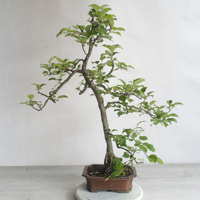 Outdoor bonsai - Malus sp. - Small-fruited apple tree - 4