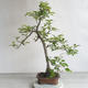 Outdoor bonsai - Malus sp. - Small-fruited apple tree - 4/5