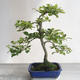 Outdoor bonsai - Malus sp. - Small-fruited apple tree - 4/5