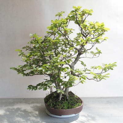 Outdoor bonsai - Fagus sylvatica - European beech - 4