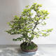 Outdoor bonsai - Fagus sylvatica - European beech - 4/5