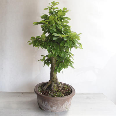Outdoor bonsai - Hornbeam - Carpinus betulus - 4