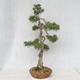 Outdoor bonsai - Pinus Sylvestris - Scots pine - 4/5