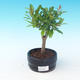 Room bonsai-PUNICA granatum nana-Pomegranate - 4/4