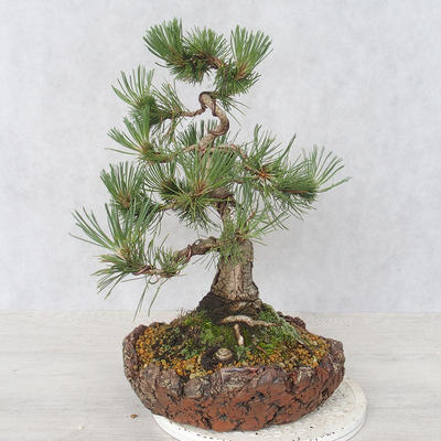 Outdoor bonsai - Pinus Mugo - Kneeling Pine - 4