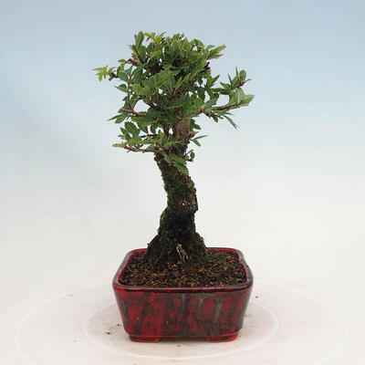 Outdoor bonsai - Zelkova - Zelkova NIRE - 4