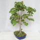Outdoor bonsai - Linden - Tilia cordata - 4/5