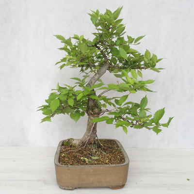 Outdoor bonsai-Ulmus Glabra-Solid clay - 4