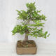 Outdoor bonsai-Ulmus Glabra-Solid clay - 4/4