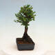 Outdoor bonsai - Zelkova - Zelkova NIRE - 4/5