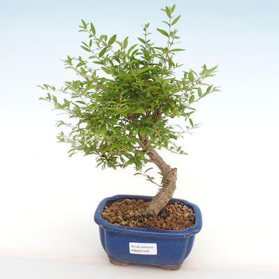 Indoor bonsai-PUNICA granatum nana-Pomegranate PB2201078 - 4