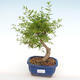 Indoor bonsai-PUNICA granatum nana-Pomegranate PB2201078 - 4/4