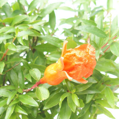 Indoor bonsai-PUNICA granatum nana-Pomegranate - 4