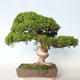 Outdoor bonsai - Juniperus chinensis Itoigava-Chinese juniper - 4/5