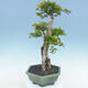 Indoor bonsai - Duranta erecta Aurea - 4/5