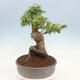 Outdoor bonsai - Maple Buergerianum - Burger Maple - 4/5