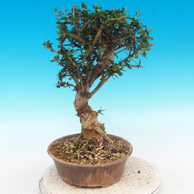 Indoor bonsai - Olea europaea sylvestris -Oliva european tiny - 4