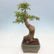 Outdoor bonsai - Maple Buergerianum - Burger Maple - 4/5