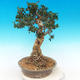 Indoor bonsai - Olea europaea sylvestris -Oliva european tiny - 4/5