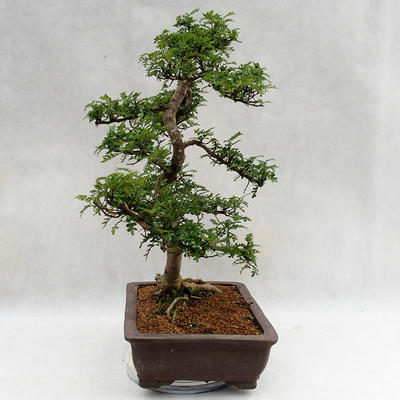 Indoor bonsai - Zantoxylum piperitum - Pepper tree PB2191200 - 4